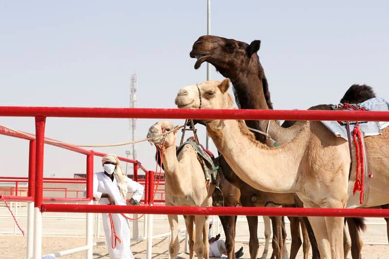 The two categories of camels are dark ones, called Majaheim, and the brown variety, called Mahaliat or Asaili.