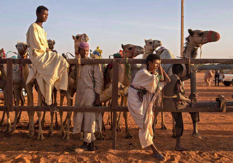 Sudanese handlers stand by their camels during a race at a track near al-Ikhlas village in the west of the city of Omdurman. The race is organised by traditionally camel-rearing tribal families from the village as a way to preserve and celebrate their heritage. AFP