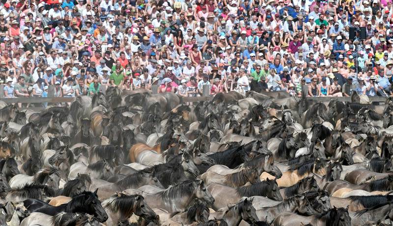 Thousands of spectators watch as wild horses are driven together in Duelmen.