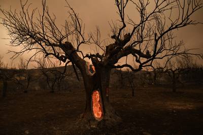 A burnt olive tree in Alexandroupolis. AFP