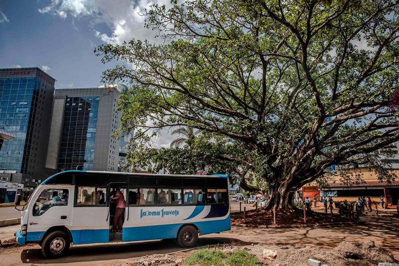 A presidential declaration was issued to save an iconic century-old fig tree from being cut down to make way for a Chinese-funded highway in the Westlands district of Nairobi, Kenya. AFP