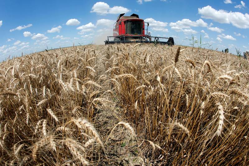 Wheat is harvested in Orezu, south-east Romania. Reuters