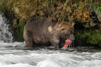 Otis the bear weighs more than 450 kilograms. Reuters