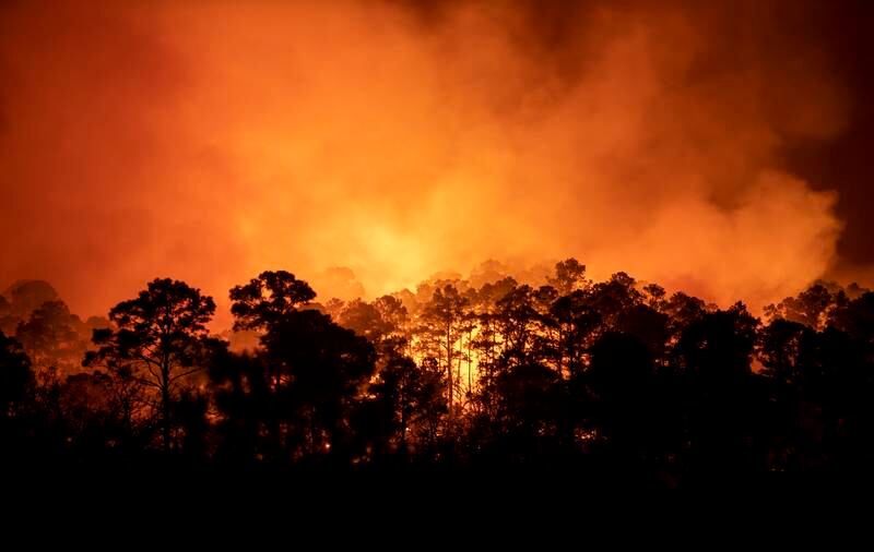 A wildfire burns out of control at Bastrop State Park in Bastrop, Texas. Photo: AP