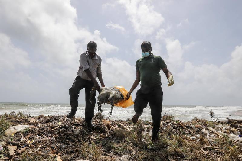 Sri Lankan Wildlife Department officials remove a partly decomposed, headless carcass of a marine turtle (Caretta caretta)  for further examination after it was washed ashore on the beach at Uswetikeiyyawa in the suburbs of Colombo, Sri Lanka, June 21, 2021. EPA