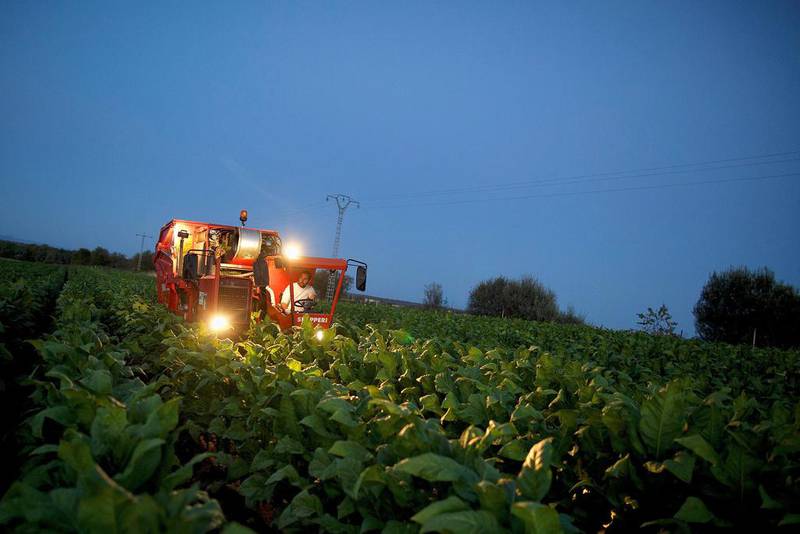 A worker uses a tobacco harvester on a farm on August 14, 2014 near Tietar, in Extreamdura region, Spain. Pablo Blazquez Dominguez / Getty Images