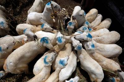 A flock of sacrificial animals feeds ahead of the Muslim festival of Eid al-Adha, at a livestock market in Sanaa, Yemen.  EPA