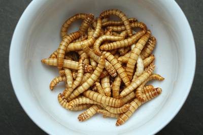 BERLIN, GERMANY - MAY 09:  In this photo illustration dried mealworms seasoned with an African rub of cinnamon, coriander, pepper and other spices and bought at a store selling insects for human consumption lie presented in a dish on May 7, 2014 in Berlin, Germany. An increasing numbers of advocates worldwide are promoting insects as a viable source of food for humans, citing the high protein value, abundance and low cost.  (Photo Illustration by Sean Gallup/Getty Images)