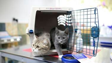 Pets can be transferred door-to-door by Emirates Cargo. Sarah Dea / The National