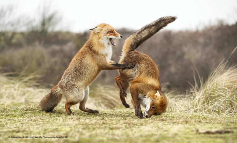 The Comedy Wildlife Photography Awards 2019Alastair MarshRiponUnited KingdomPhone: 07771906257Email: allymarsh_29@hotmail.comTitle: Waltz Gone WrongDescription: I spent a few days at a well known site near Amsterdam in Holland watching and photography foxes. These two females were actually having a scrap with each other, clearly not happy with being close. People keeping saying to me that the series of photos make them look like they're doing the 'waltz' dance. This image always makes me smile given the pose!Animal: Red FoxLocation of shot: Amsterdam, Holland