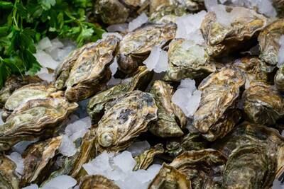 Pacific oysters have created large reefs in estuaries in south-west England decades after they were brought from North America to be farmed. Getty Images