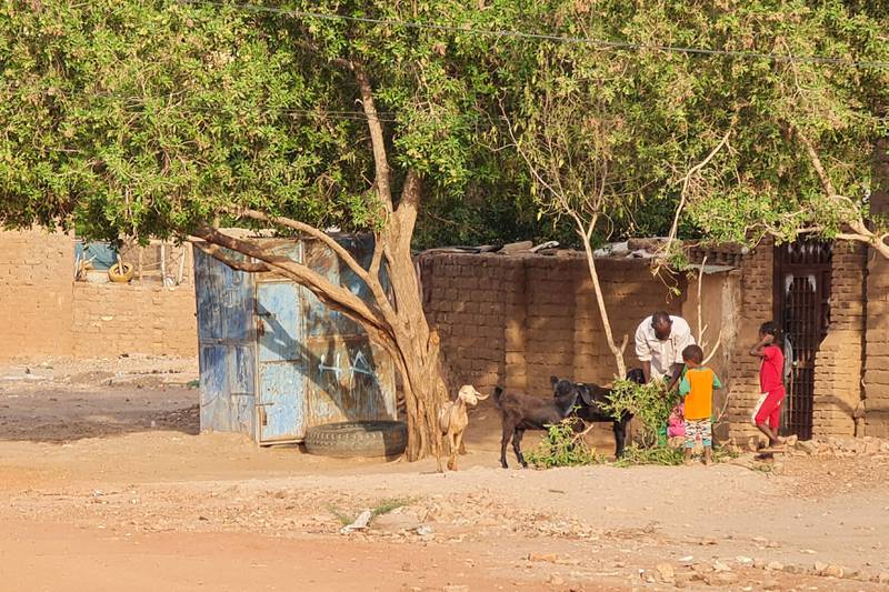 A family tends to their goats in a southern Khartoum neighbourhood on Saturday as fighting between rival Sudanese forces intensified. AFP