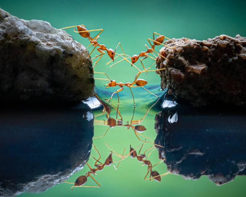 Gold medal, Behaviour — Invertebrates: red ants, Indonesia, by Chin Leong Teo, Singapore.