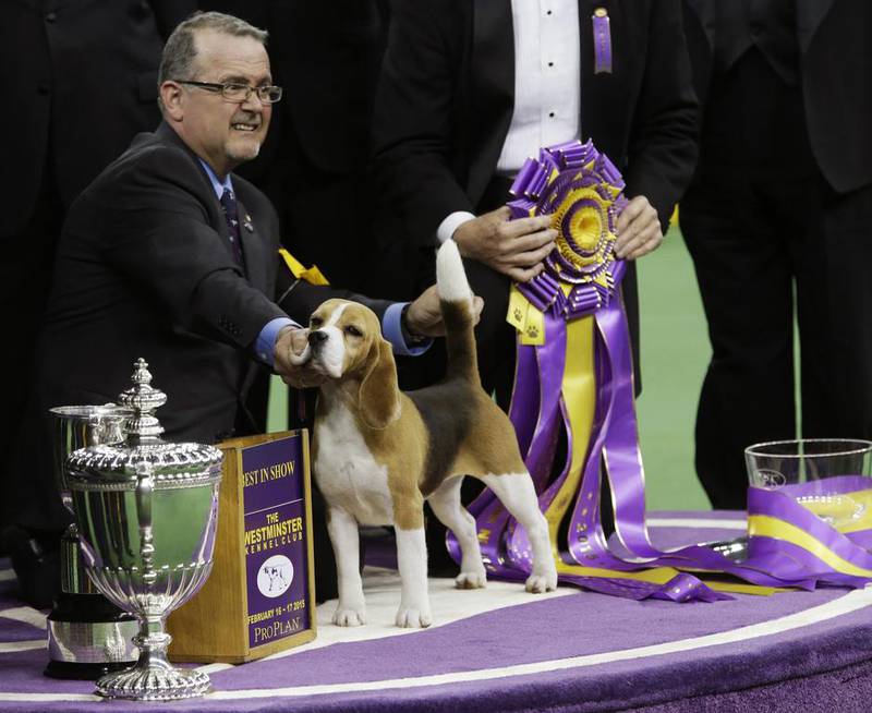 William Alexander poses with Miss P, a 15-inch beagle, after winning the best in show competition title at the Westminster Kennel Club dog show. Mary Altaffer / AP photo