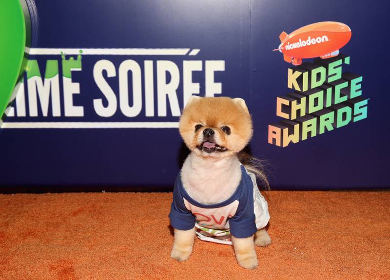 Jiffpom has 9.8 million followers on Instagram. The tiny Pomeranian is worth $25m and rakes in $32,906 per Instagram post. Getty Images via AFP