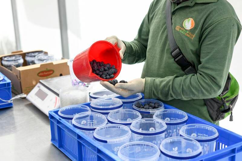 A worker packages up blueberries grown in Al Foah farm in Al Ain. The UAE has begun significantly scaling up local food production in light of the pandemic. Khushnum Bhandari / The National