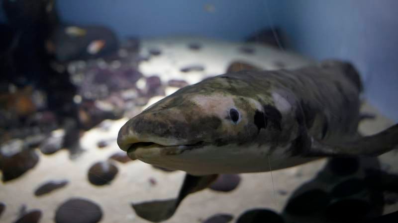 An image that illustrates this article Meet Methuselah, the oldest living aquarium fish