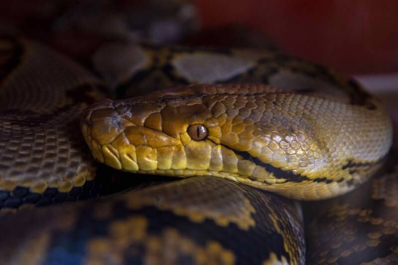 A reticulated python at the home of collector Jose Delgadillo in the city of Matagalpa, Nicaragua. EPA