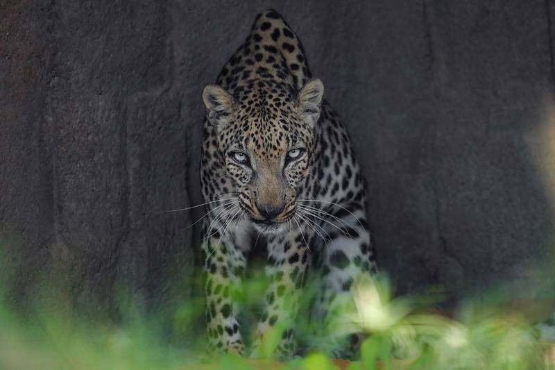 Big cats have been a part of the zoo since its founding in 1968. Photo: provided
