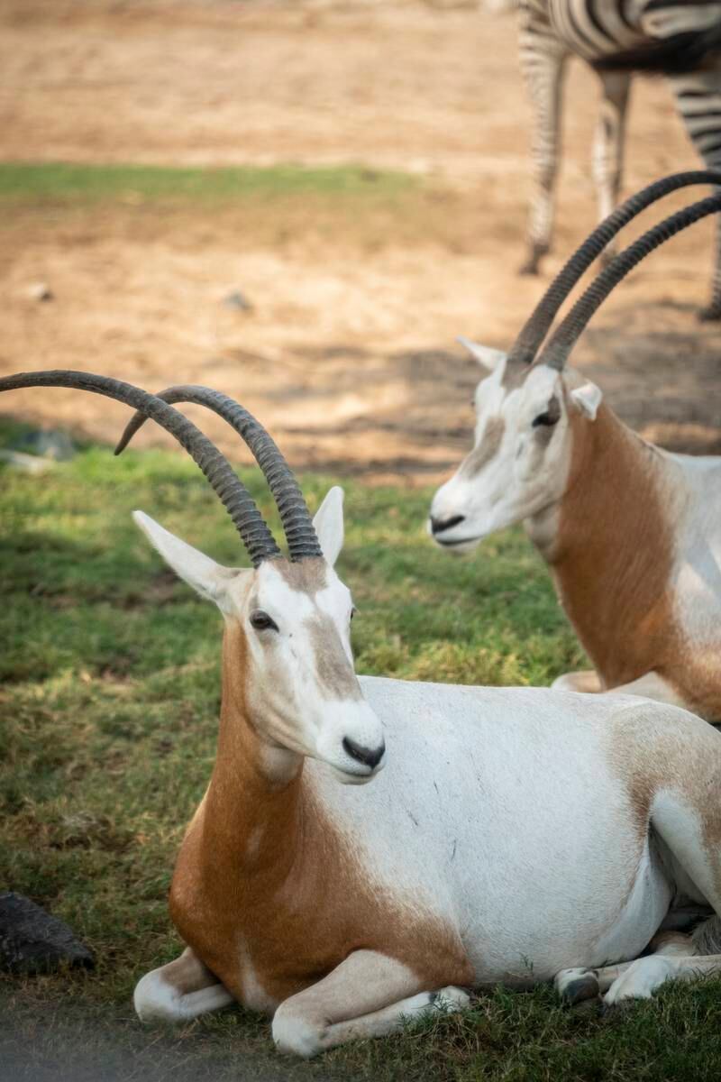 There are also newborns at the park, including an Ankole-Watusi cow, Eland antelope, Arabian oryx, Nile crocodile and water buffalo.