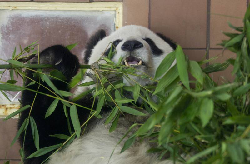 Giant panda Shuan Shuan died at Mexico City's Chapultepec Zoo on Wednesday. AP