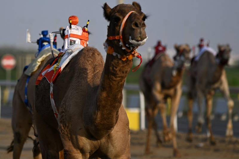 A camel with a robot jockey competes in a race