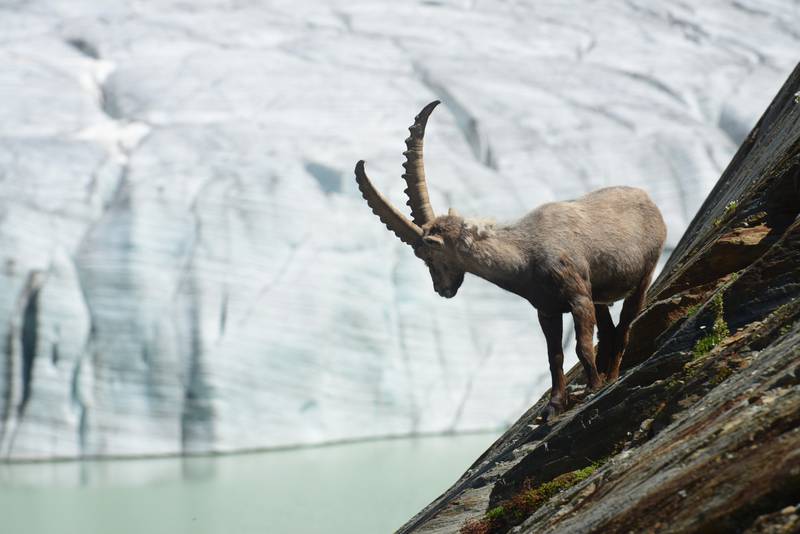 An ibex stands on steep, rocky terrain near Fellaria glacial lake in Italy's Lombardy region. Getty