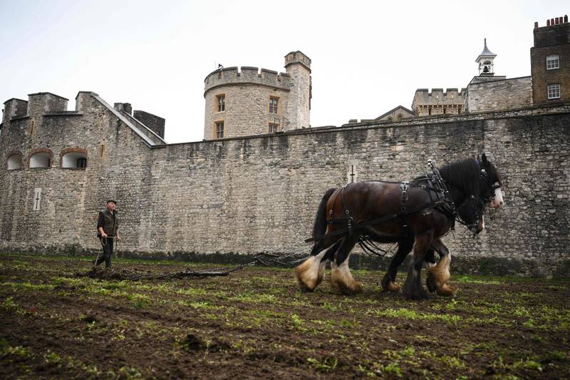 Shire Horses ploughed the moat at the Tower of London on Tuesday, in preparation for the return of the moat in bloom. AFP