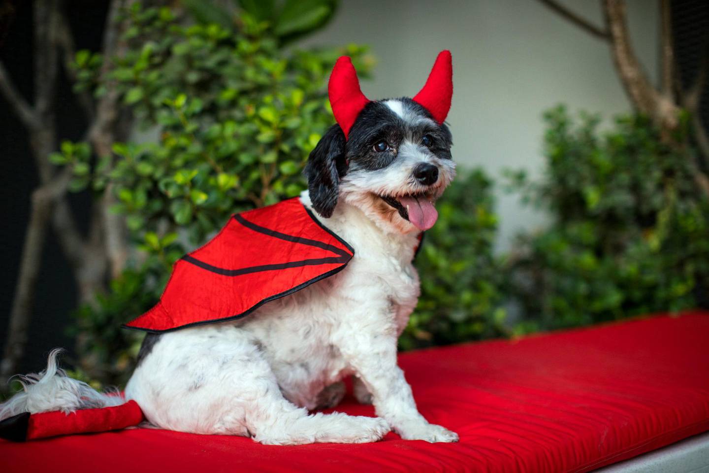 Dress up your pet for a Halloween brunch at Radisson Red. Courtesy of Radisson Red