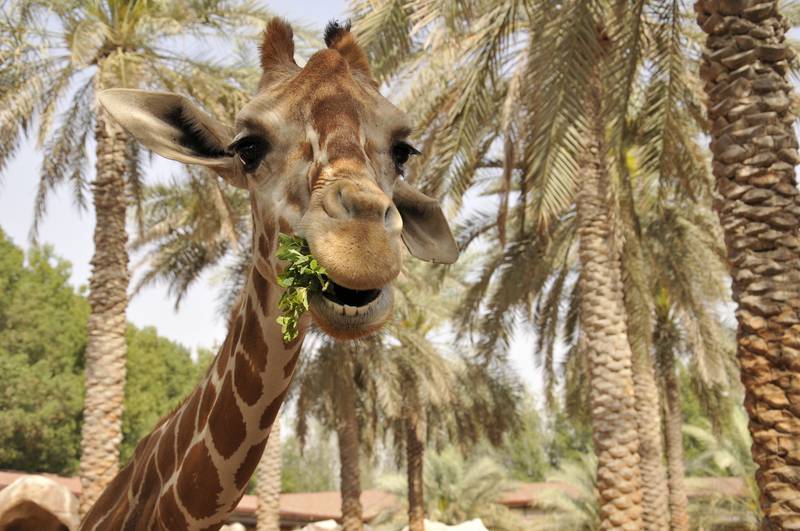 Emirates Park Zoo is inviting children to get up close with the animals during its summer camp. Kevin Hackett / The National