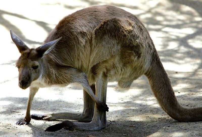 An Australian grey kangaroo scratches its leg at Sydney's Taronga Zoo December 6, 2005. Australian farmers could protect crops and property from mobs of wild kangaroos by scaring them off with the thumping sound of the animals' own large feet on the ground, a new study said.