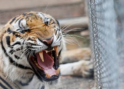 One of the 147 confiscated tigers removed from the controversial Tiger Temple, reacts inside its enclosure at Khaozon Wildlife Breeding Center in Ratchaburi province, Thailand.  EPA