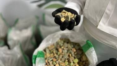 An image that illustrates this article Saudis thwart attempt to smuggle Captagon tablets hidden in fava beans
