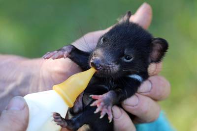 A staff member feeding a Tasmanian devil joey in mainland Australia. Tasmanian devils have been released into the wild on Australia's mainland 3,000 years after the feisty marsupials went extinct there, in what conservationists described on October 5 as a "historic" step. AFP / Aussie Ark