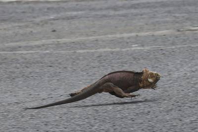 An iguana races past near a landing strip at Seymour airport. Dolores Ochoa / AP Photo