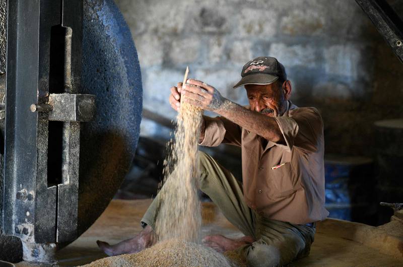 An elderly man checks the day's wheat.