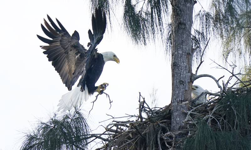 A bald eagle build enormous nests, called eyries, out of sticks, usually near a large body of water. AP