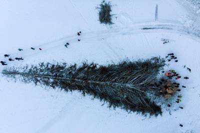 People surround 260-year-old 'La Panera', the tallest pine in Switzerland at 48m, after it was felled, in Luven. EPA