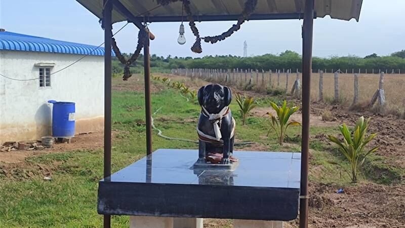 Muthu Kumar, 82, a former government employee from Sivaganga in southern Tamil Nadu state has built a statue of his beloved dog, a brown Labrador, named Tom. Photo: Rajesh