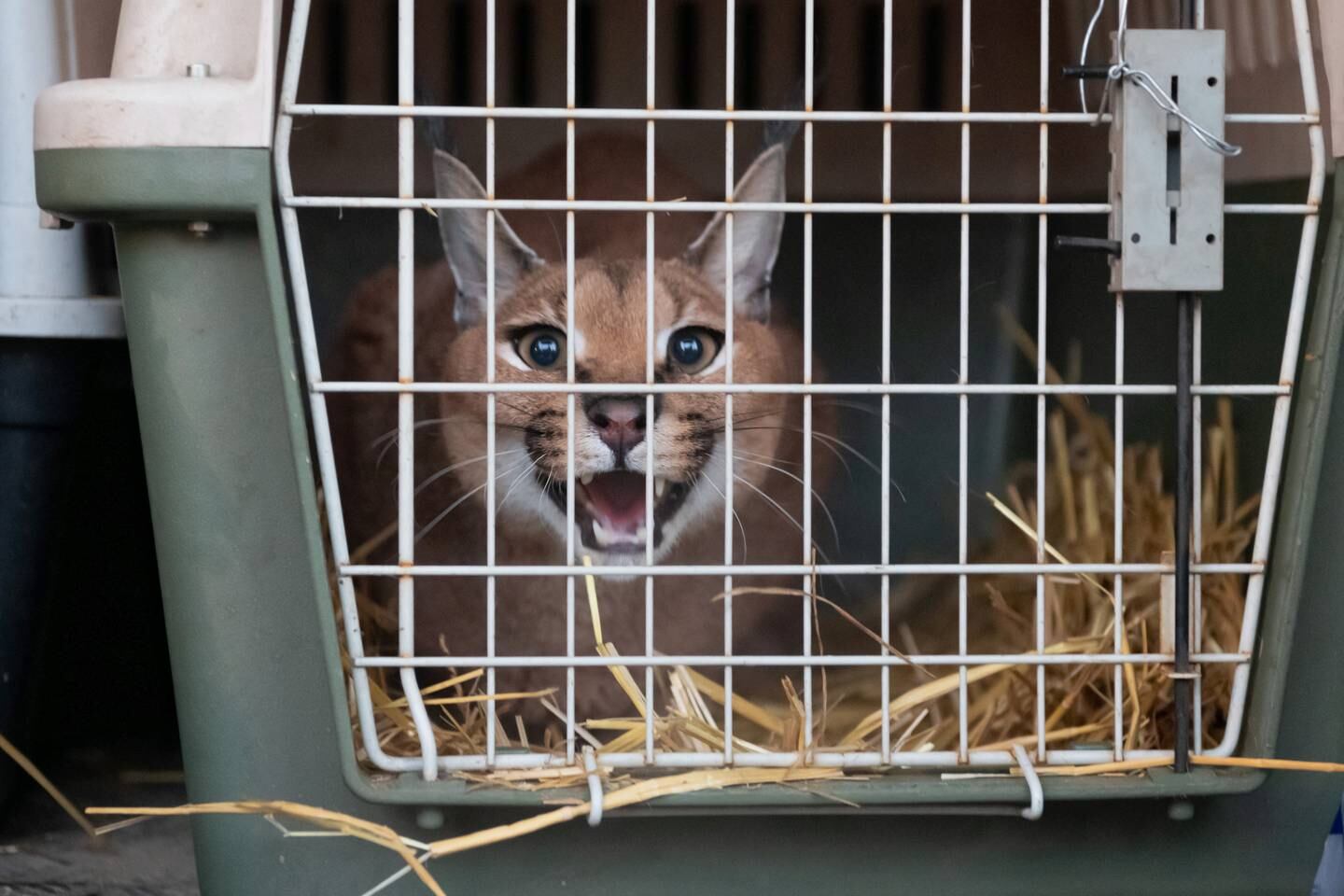 A caracal arrives at the zoo in Poznan. EPA