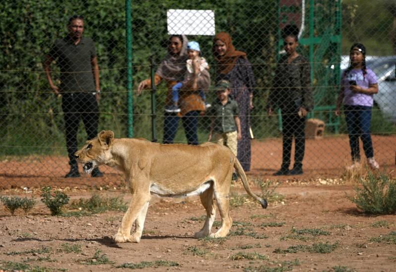 The Sudan Animal Rescue Centre is near a military base where it says there have been 'deadly clashes on a daily basis'. EPA