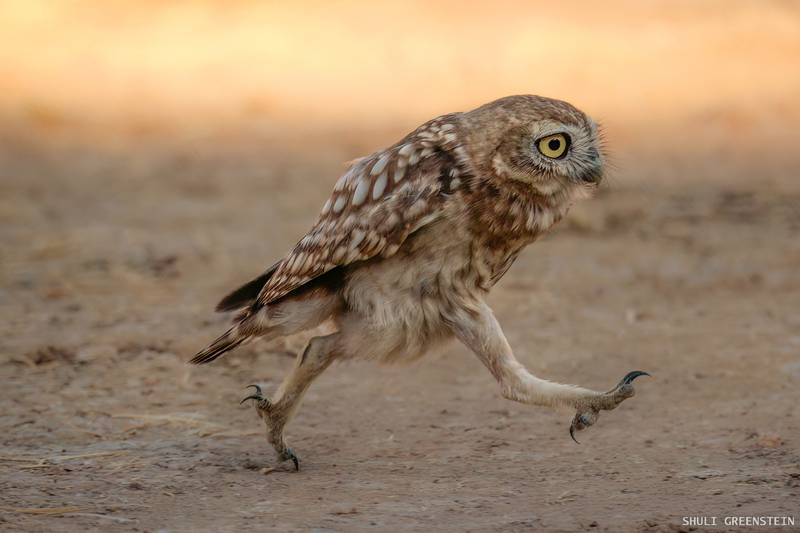 'Rushing little owl fledgling'. Taken in Israel. Shuli Greenstein / Comedy Wildlife 2022