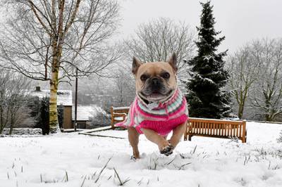 DERBYSHIRE,  - JANUARY 30: Frenchie the French Bulldog runs in the snow in the village of Tintwistle in the High Peak district on January 30, 2019 in Derbyshire, United Kingdom. Travellers face delays as snow and icy conditions have hit parts of the United Kingdom. (Photo by Anthony Devlin/Getty Images)