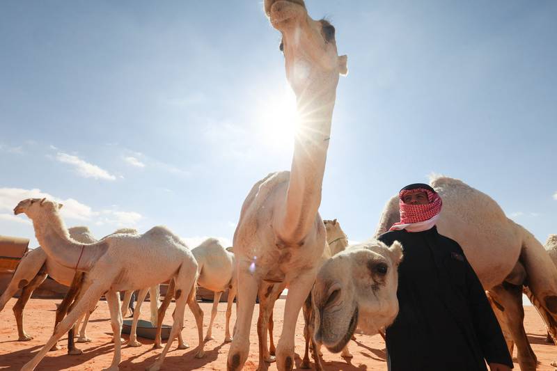 Alheda'a can be deployed for a range of tasks, for example,  to bring together a scattered herd or to soothe camels as they drink water