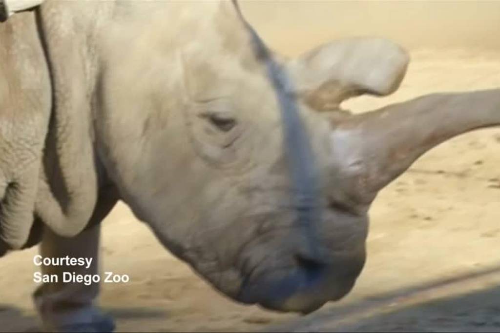 2015-11-23 white rhino death MP4