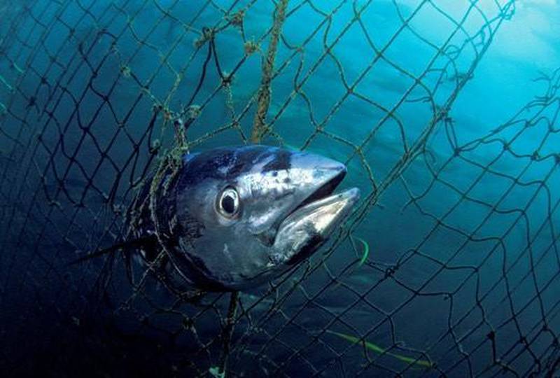 A southern bluefin tuna is caught in an abandoned fishing net. Courtesy: WWF