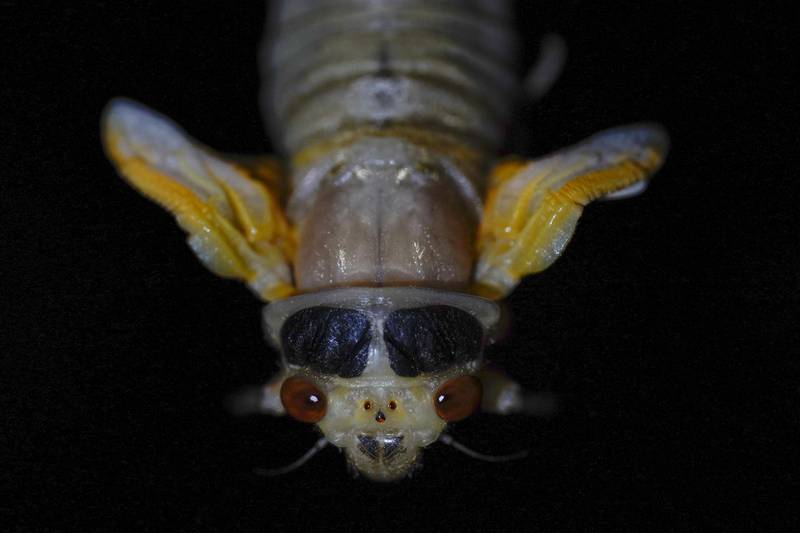 An adult cicada hangs upside down just after shedding its nymphal skin. AP Photo