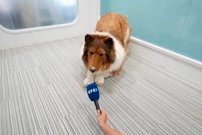 A Japanese man in a dog suit speaks during an interview in Tokyo, Japan, 21 August 2023.  A Japanese man known as 'Toco' spent over 12,000 euros to realize his dream of transforming into a rough collie dog.  He achieved this through a hyper-realistic canine suit made by a Japanese company.  Toco now strolls through Tokyo, capturing the amazed attention of pedestrians.   EPA / FRANCK ROBICHON