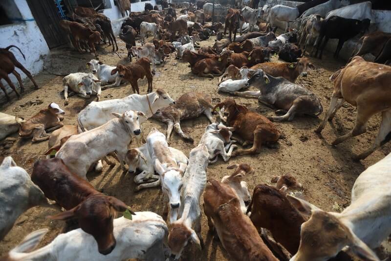 Cattle at a shelter in Noida, Uttar Pradesh, India. With stray cattle becoming a major poll issue in Uttar Pradesh, Prime Minister Narendra Modi recently said a new policy will be introduced to tackle he problem after the election results. Vijay Pandey for The National