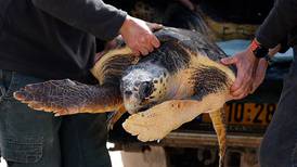 Turtle rescue in Israel - in pictures 